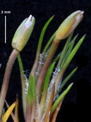 Centrolepis ciliata, spikes showing primary bracts with incurved apices and hyaline scales just visible.
 Image: K.A. Ford © Landcare Research 2013 